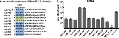 The E3 Ubiquitin Ligase <mark class="highlighted">SIAH1</mark> Targets MyD88 for Proteasomal Degradation During Dengue Virus Infection